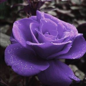 Meet your Posher, Paula